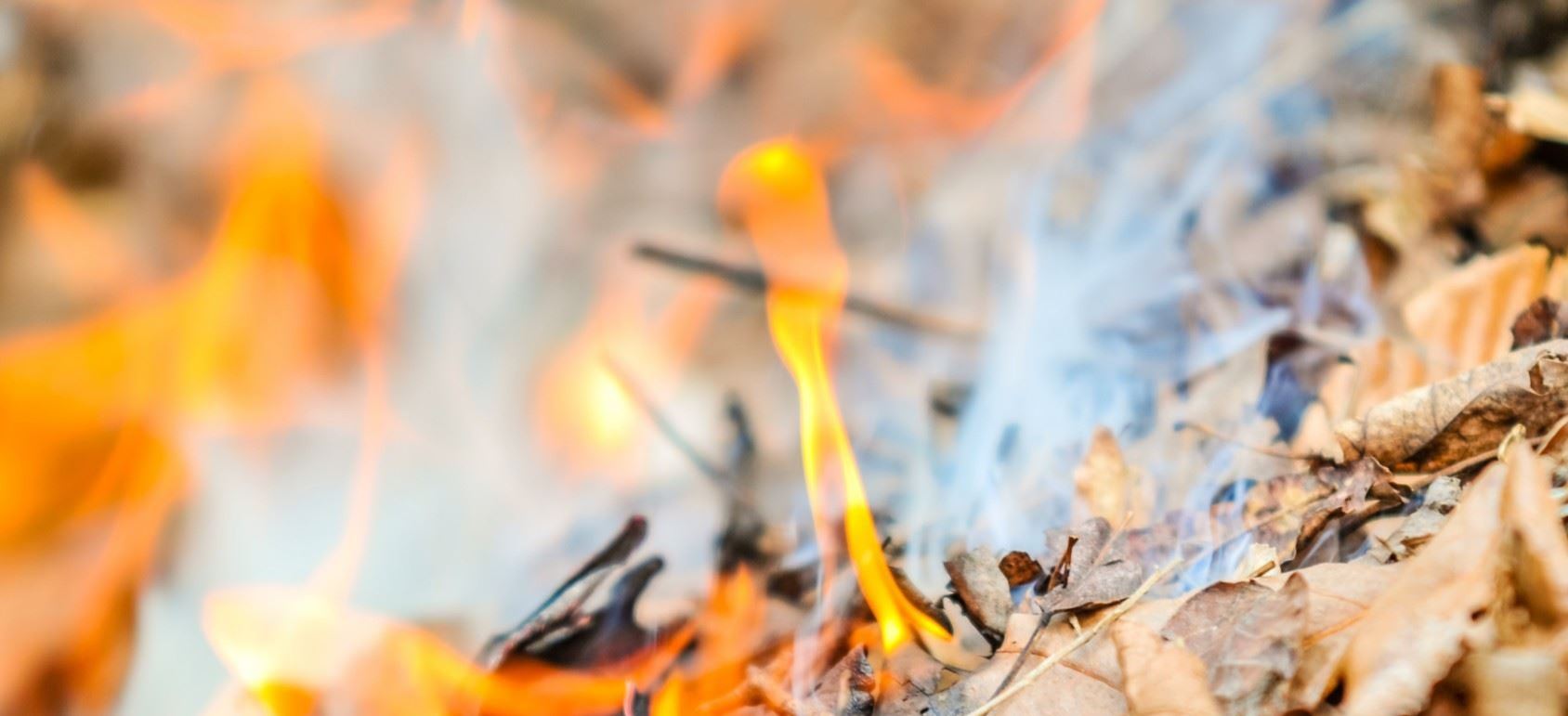 Burning Leaves